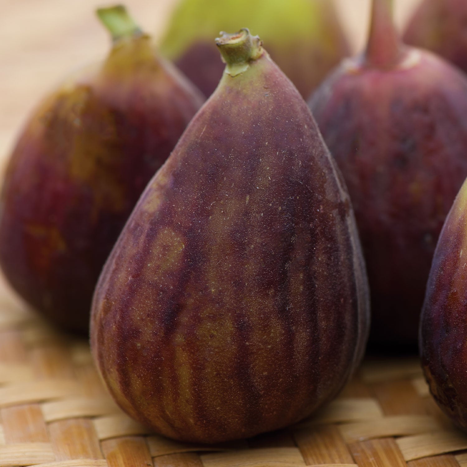 LSU Purple Fig