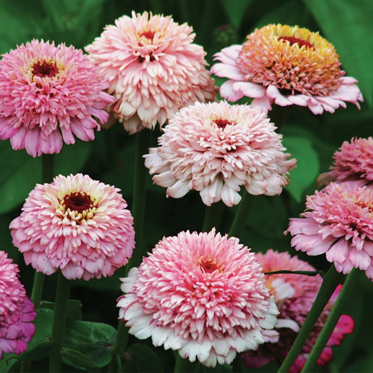 Zinderella Lilac Zinnia