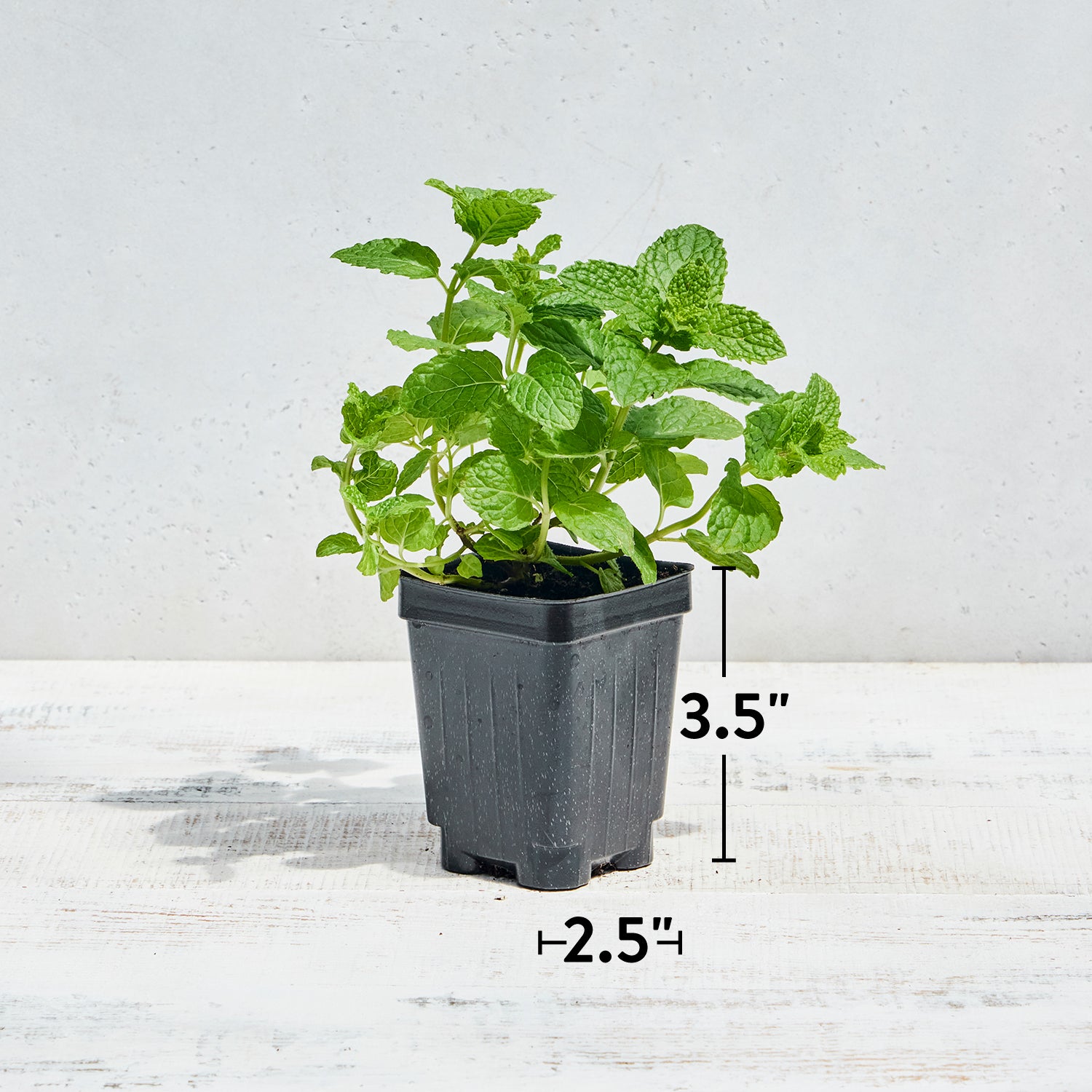 Kentucky Colonel Mint