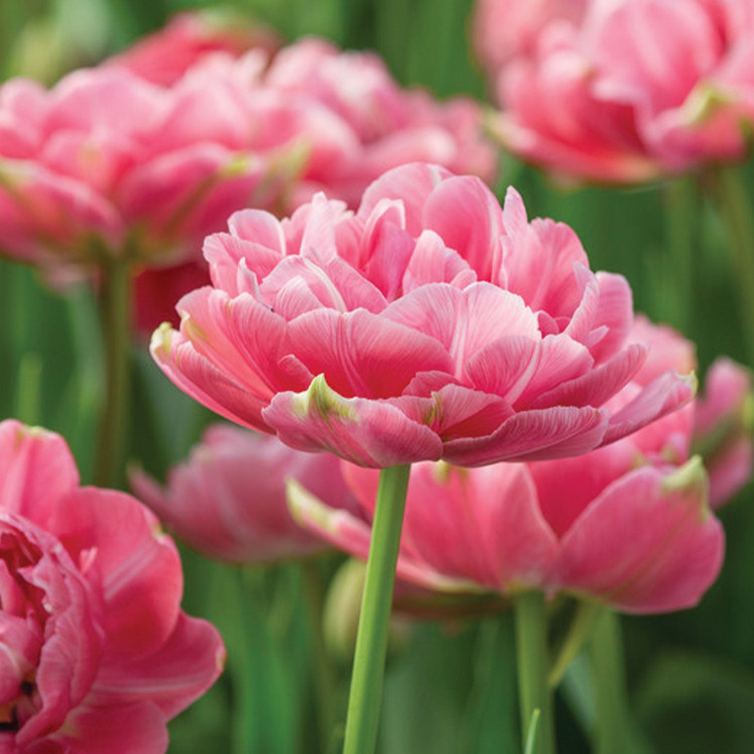 Aveyron Tulip Bulbs