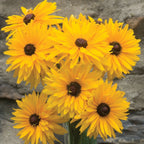 Gloriosa Double Gold Gloriosa Daisy