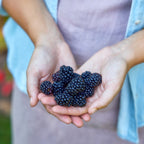 Galaxy Blackberry