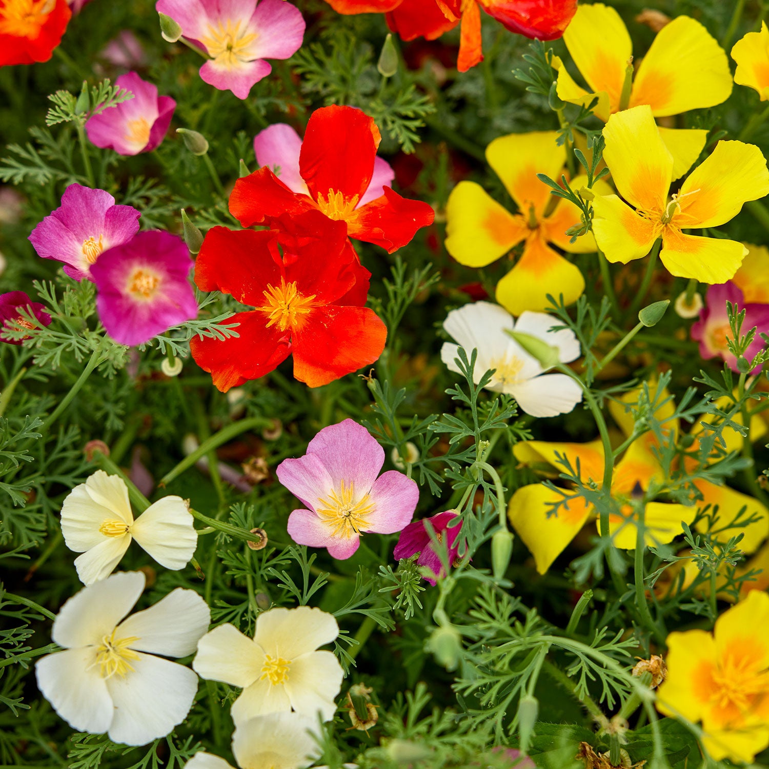 Sunset Mixed Colors California Poppy