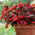 Viking XL Red on Chocolate Begonia