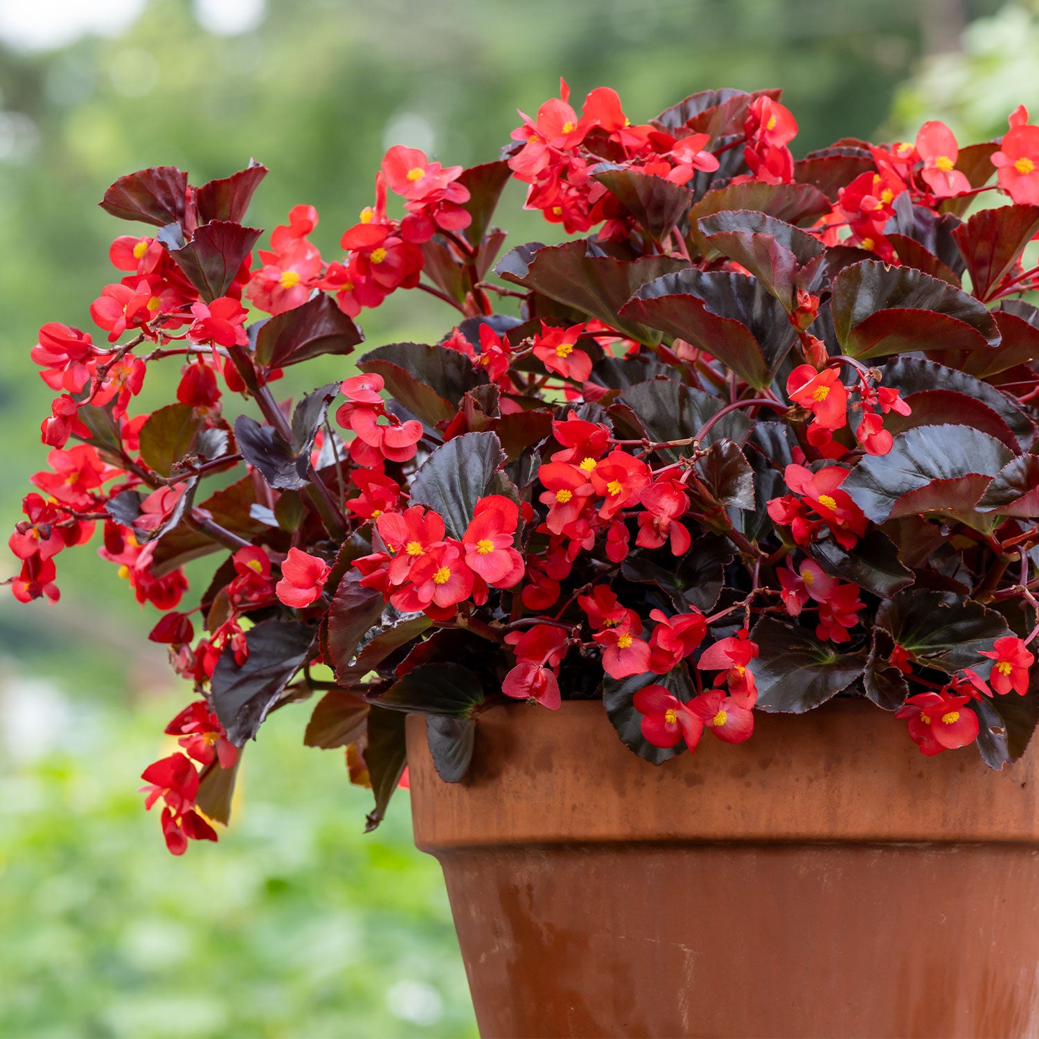 Viking XL Red on Chocolate Begonia
