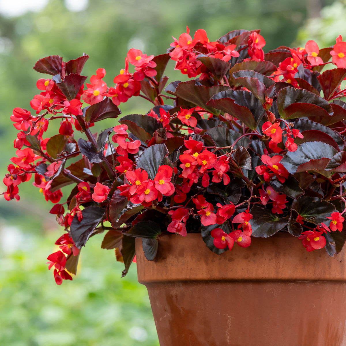 Viking XL Red on Chocolate Begonia