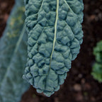 Lacinato Kale