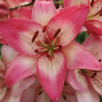 Rosellas Dream Lily Asiatic Bulbs