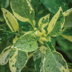 Confetti Sweet Pepper