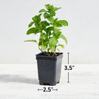 Mojito Mint