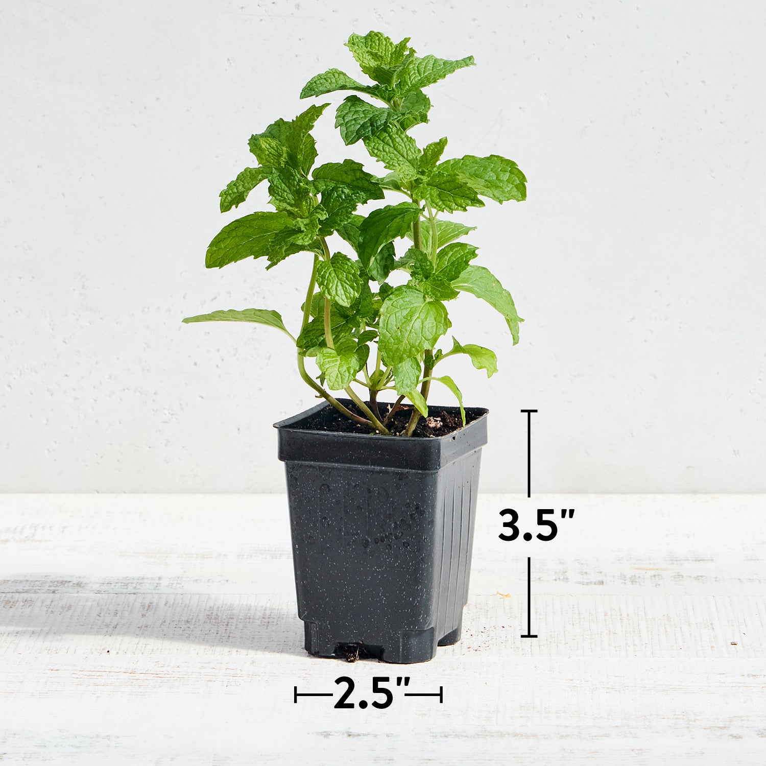 Mojito Mint