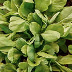 Tendergreen Mustard