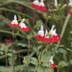 Hot Lips Salvia