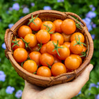 Sungold Tomato