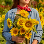 Lemon Hedge Sunflower