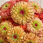 Queeny Lime Orange Zinnia