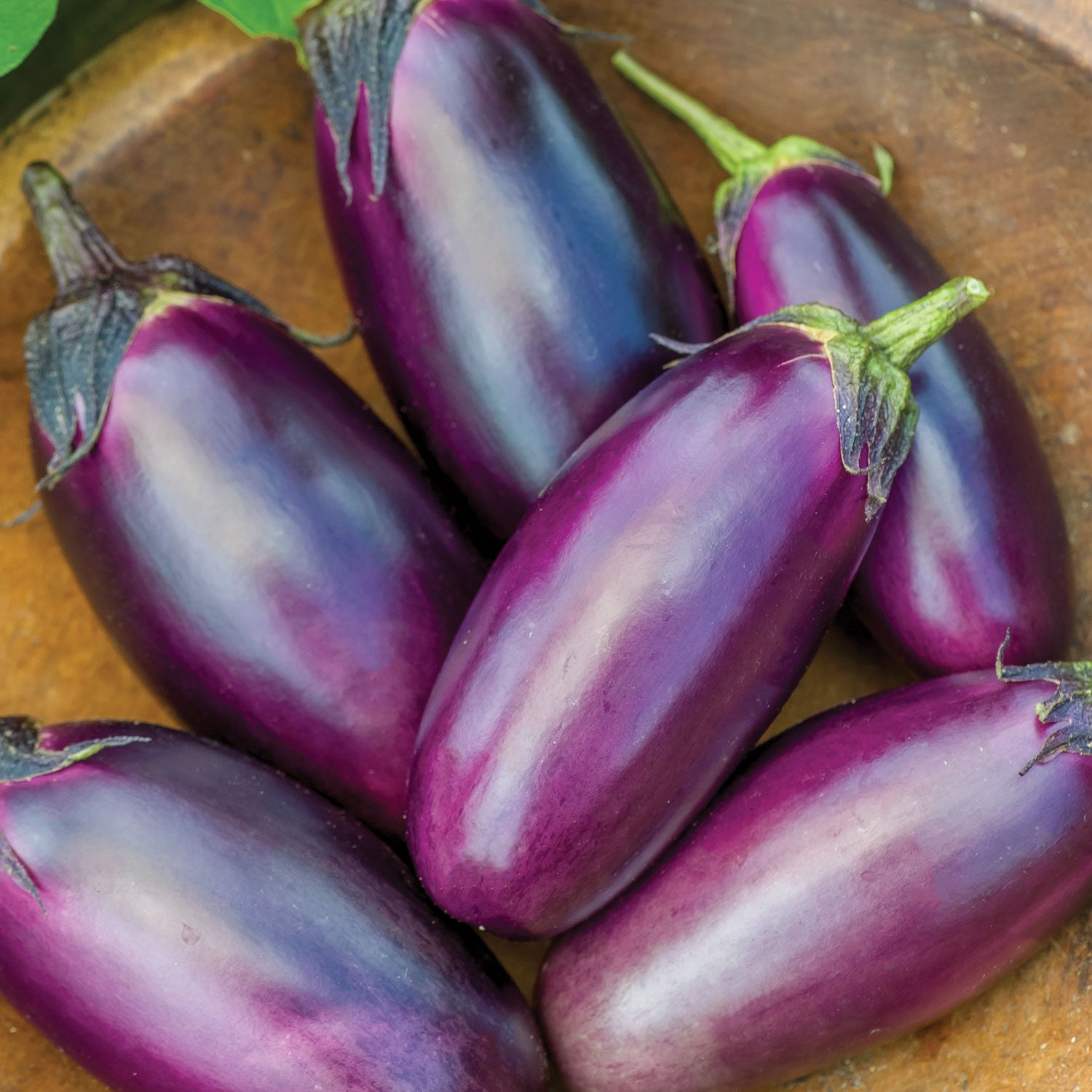 Patio Baby Eggplant