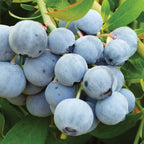 Titan Blueberry