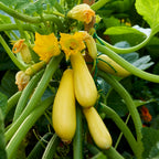 Rise and Shine Summer Squash