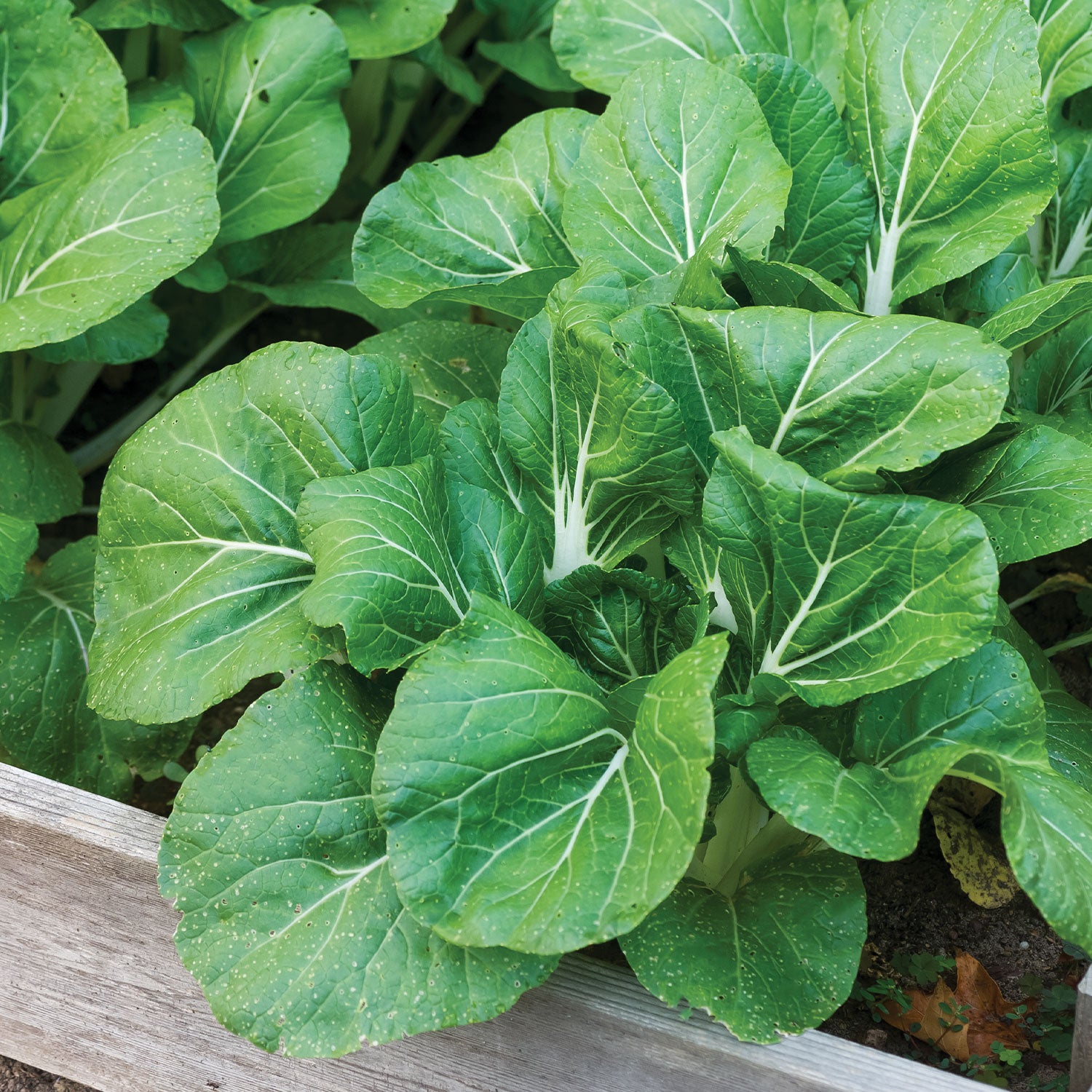 White Choi Pak Choi Chinese Cabbage