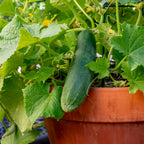 Salad Bush Cucumber
