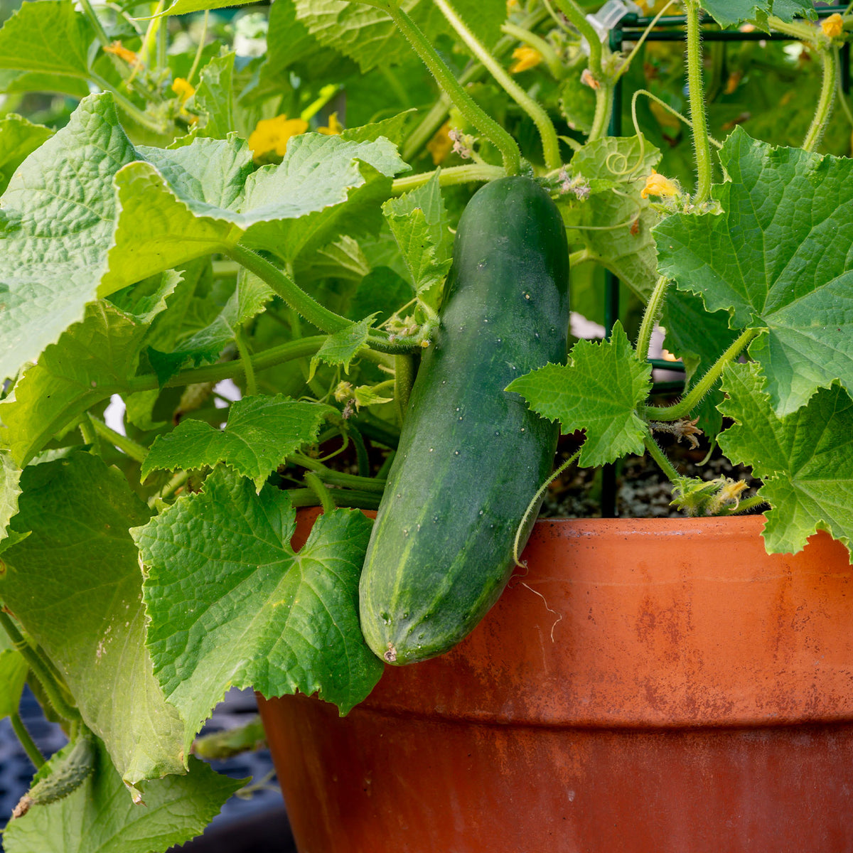 Salad Bush Cucumber