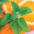 Mandarina Lemon Balm