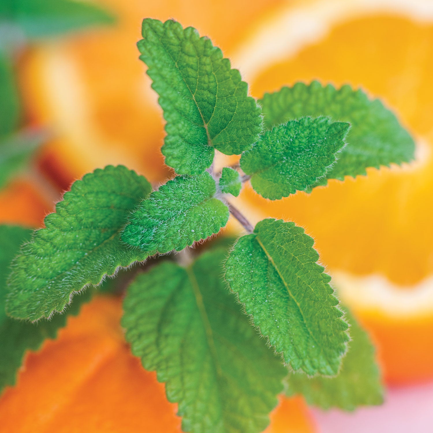 Mandarina Lemon Balm