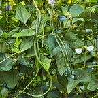 Asparagus Yardlong Bean