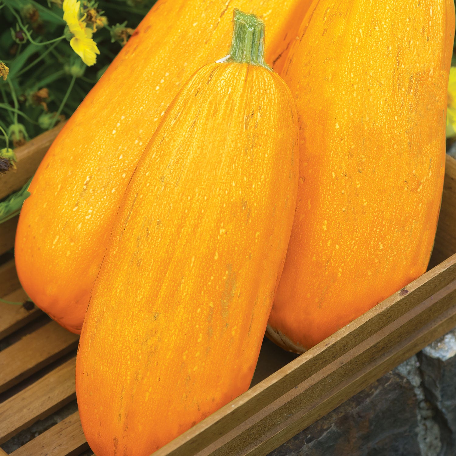 Goldetti Squash