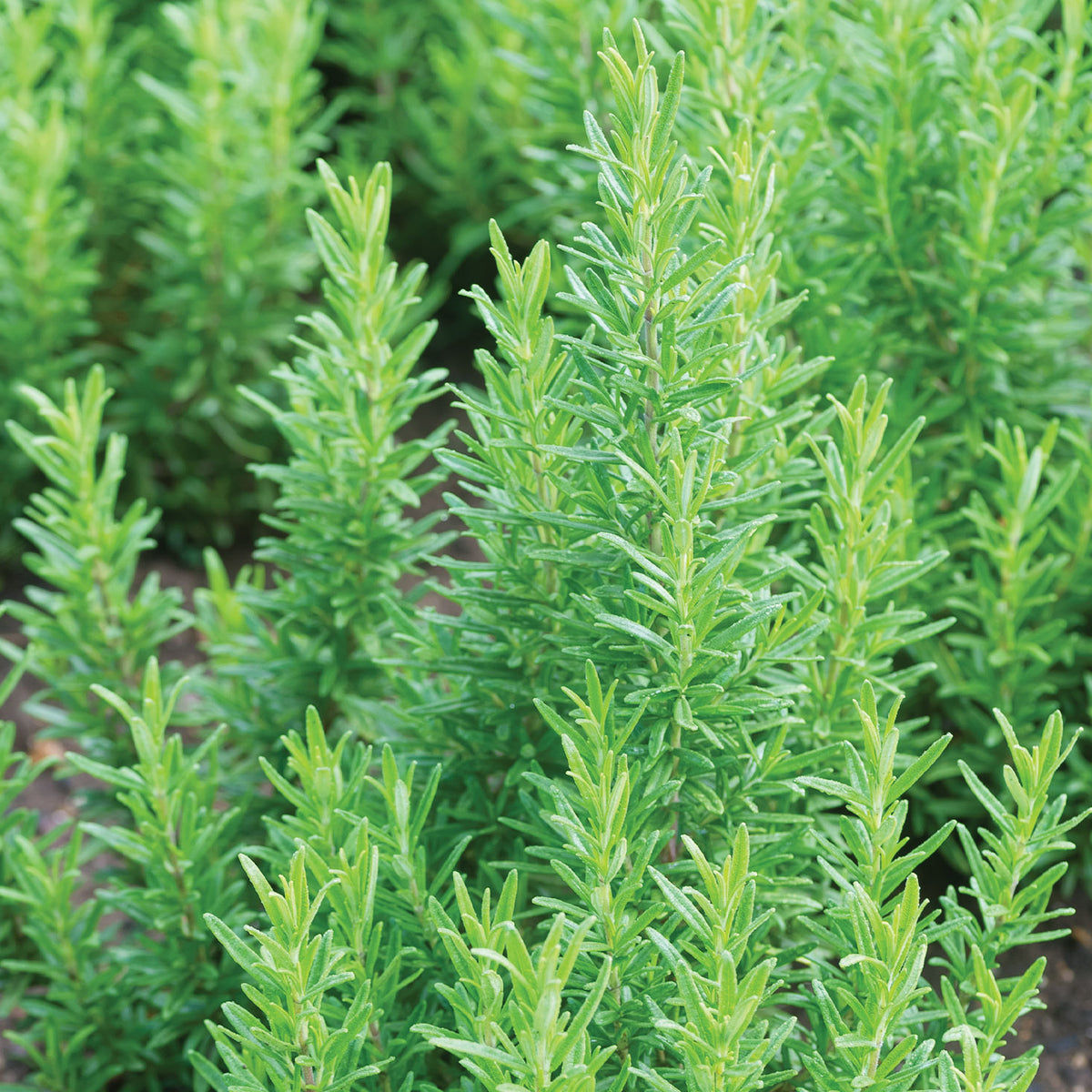 Tuscan Blue Rosemary