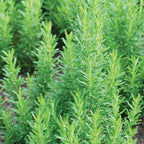 Tuscan Blue Rosemary