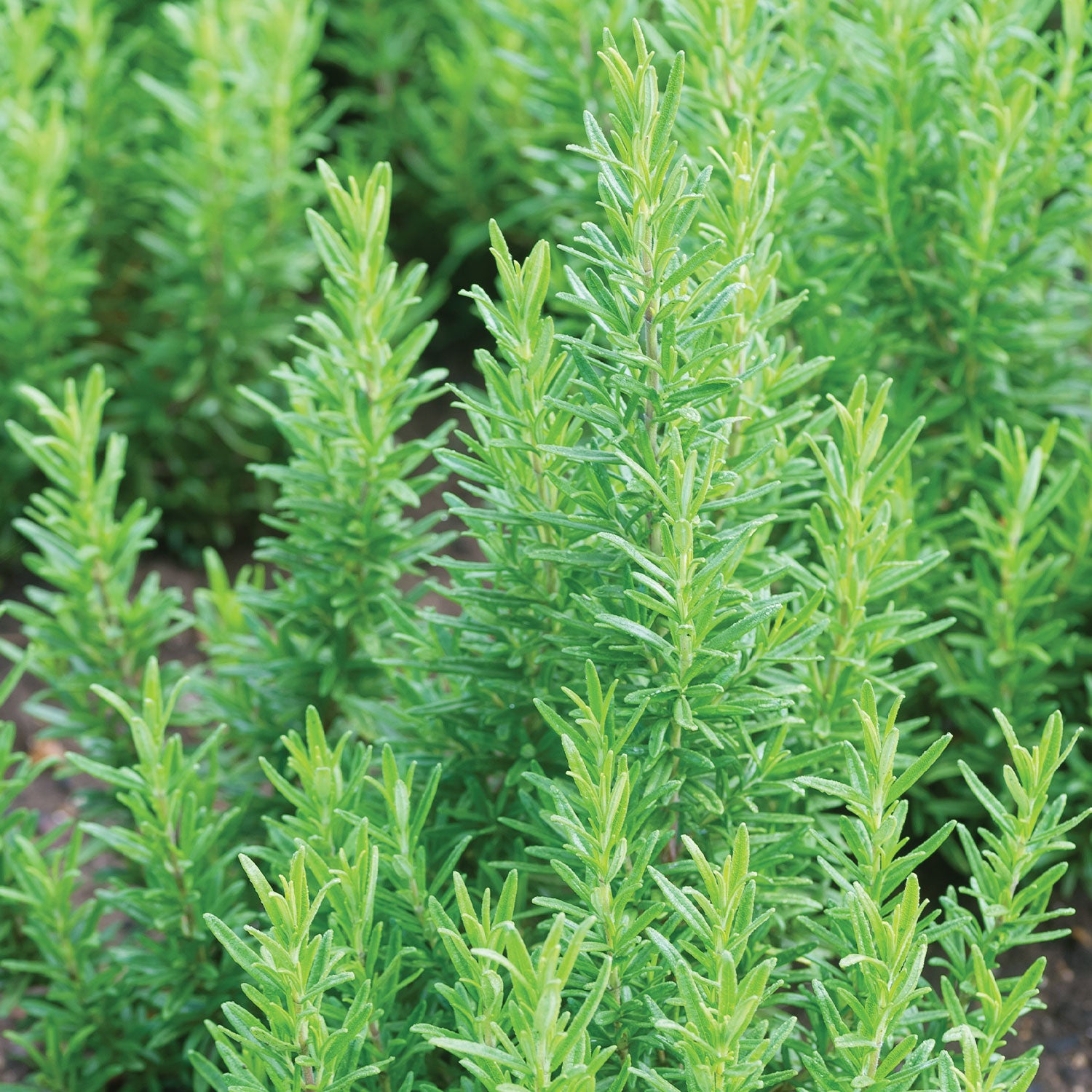 Tuscan Blue Rosemary