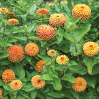 Queeny Lime Orange Zinnia