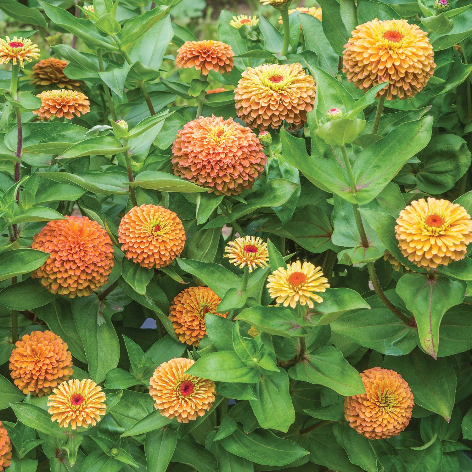 Queeny Lime Orange Zinnia