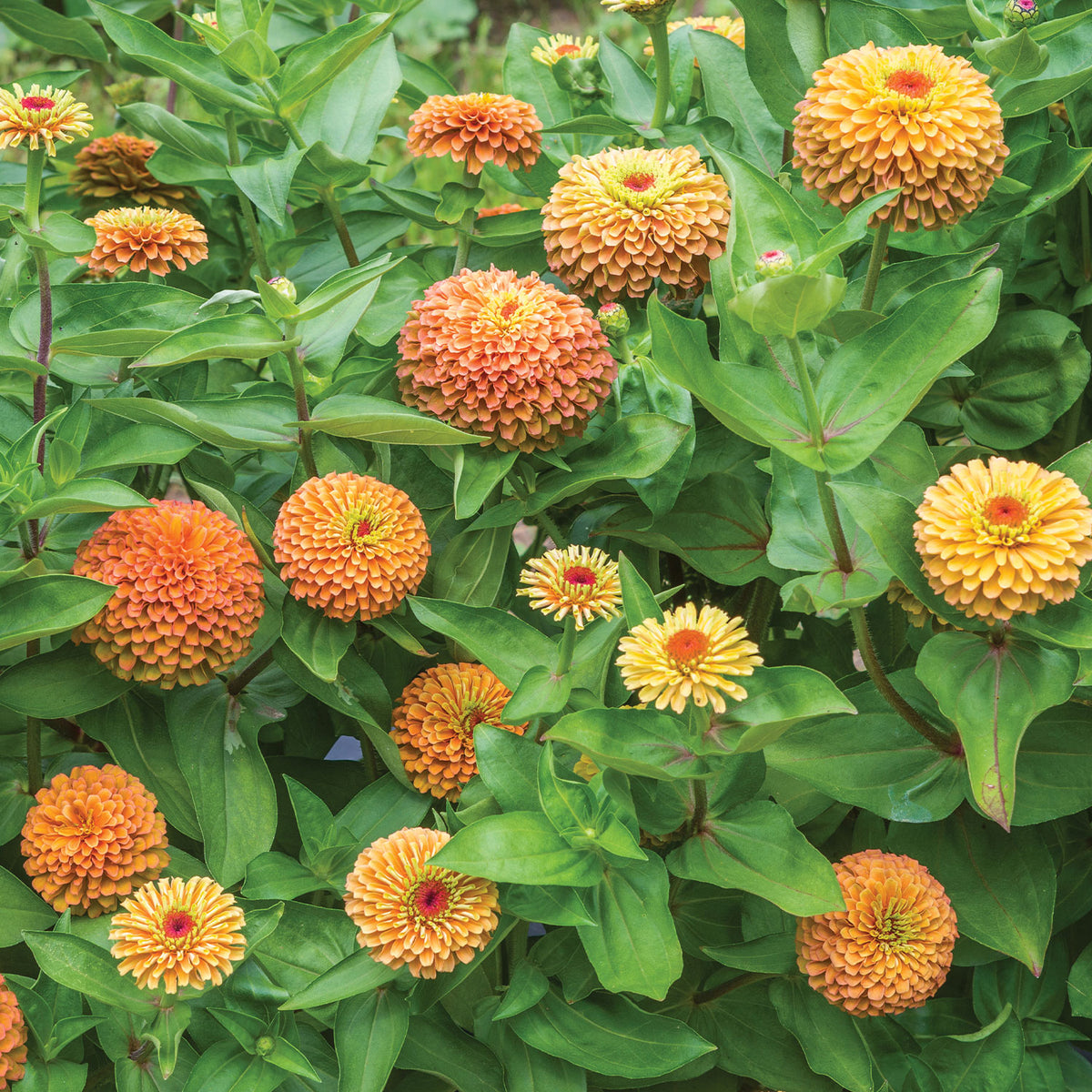 Queeny Lime Orange Zinnia
