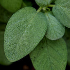 Broad Leaf Sage