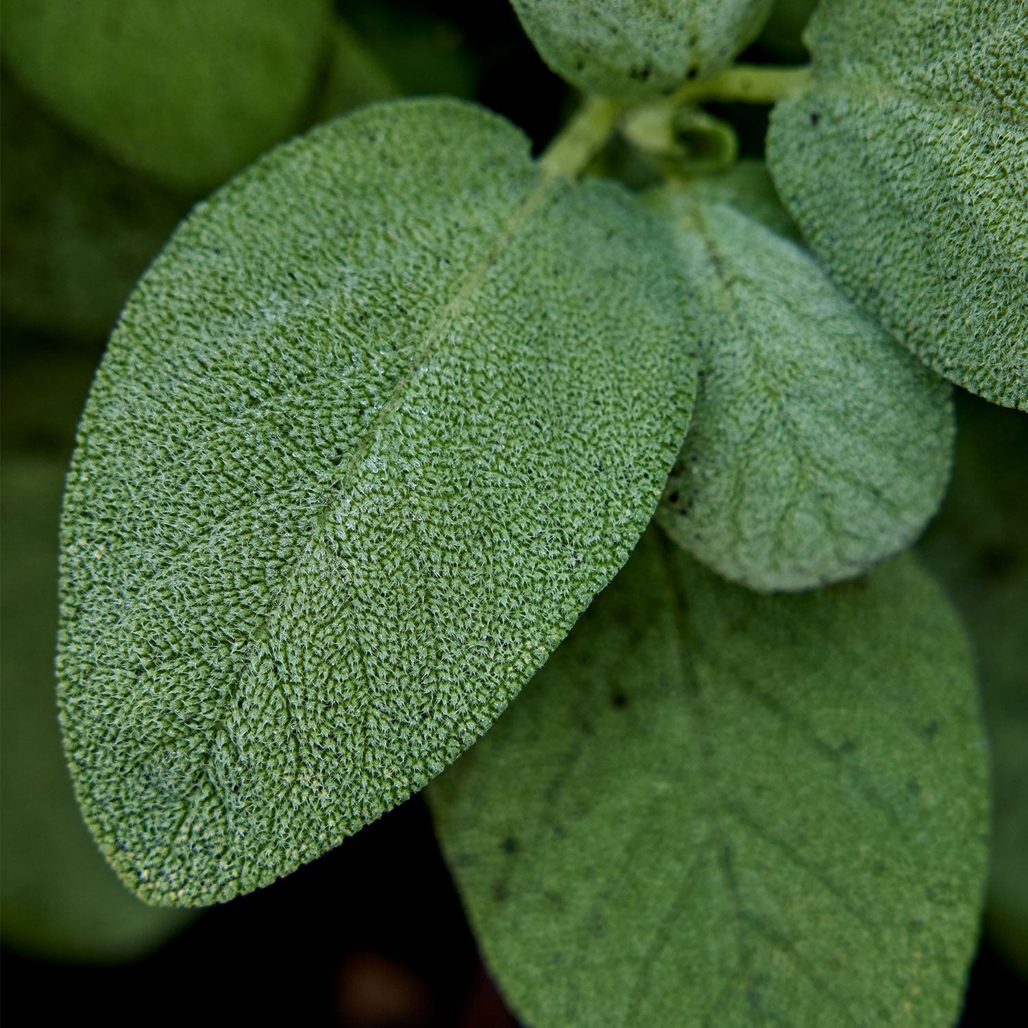 Broad Leaf Sage