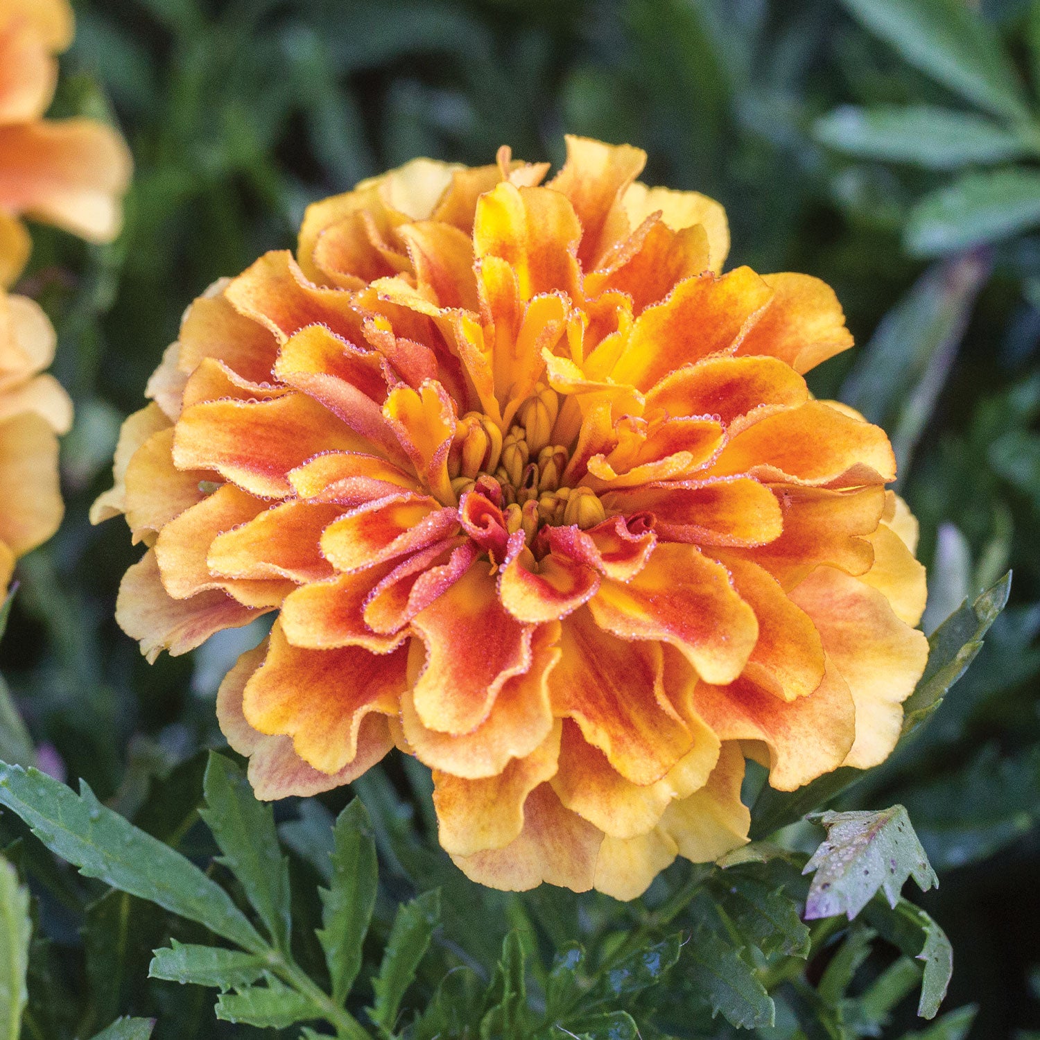 Strawberry Blonde Marigold