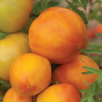 Tye-Dye Tomato