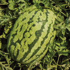 Carolina Cross #183 Watermelon