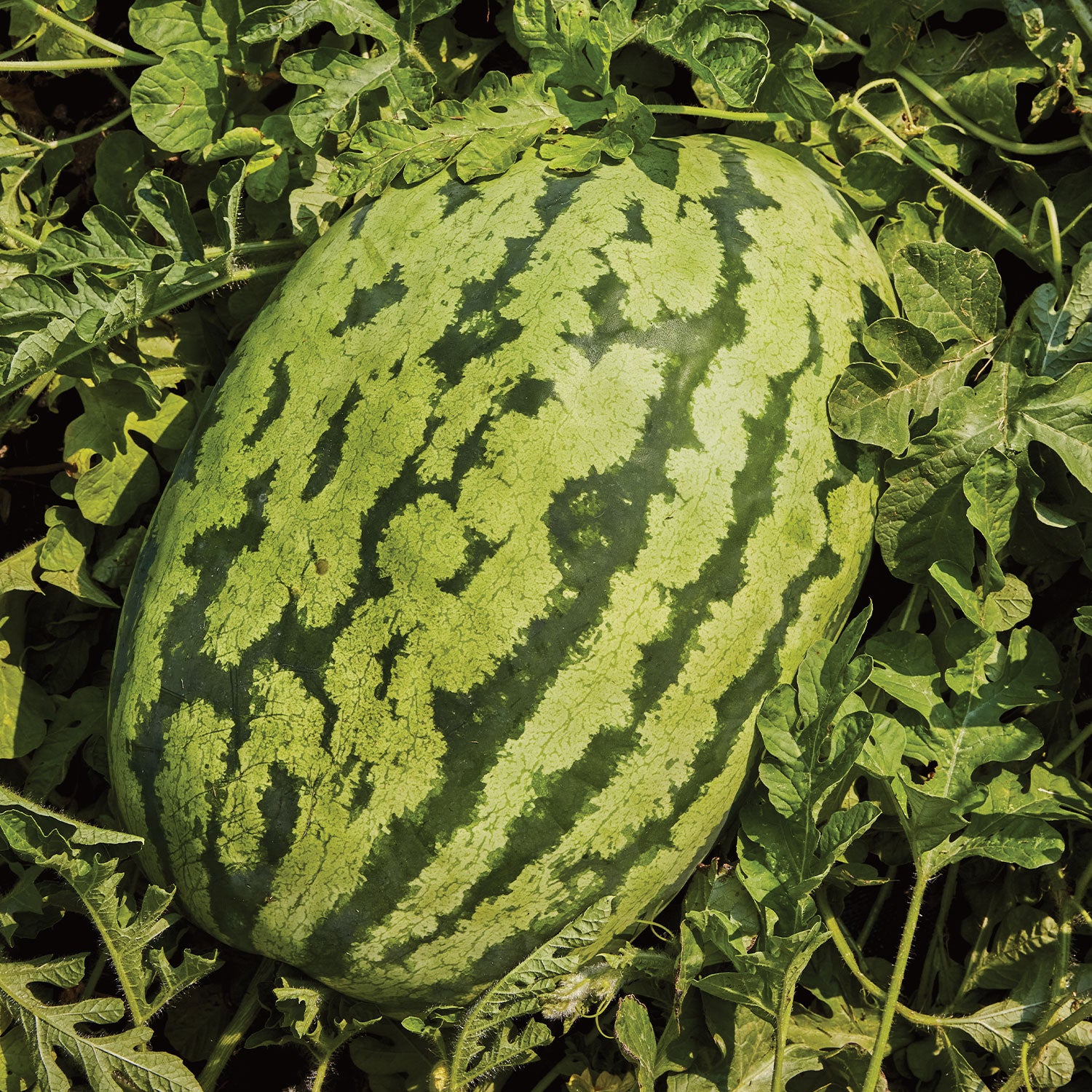 Carolina Cross #183 Watermelon