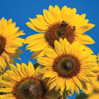 Treasure Mountain Sunflower