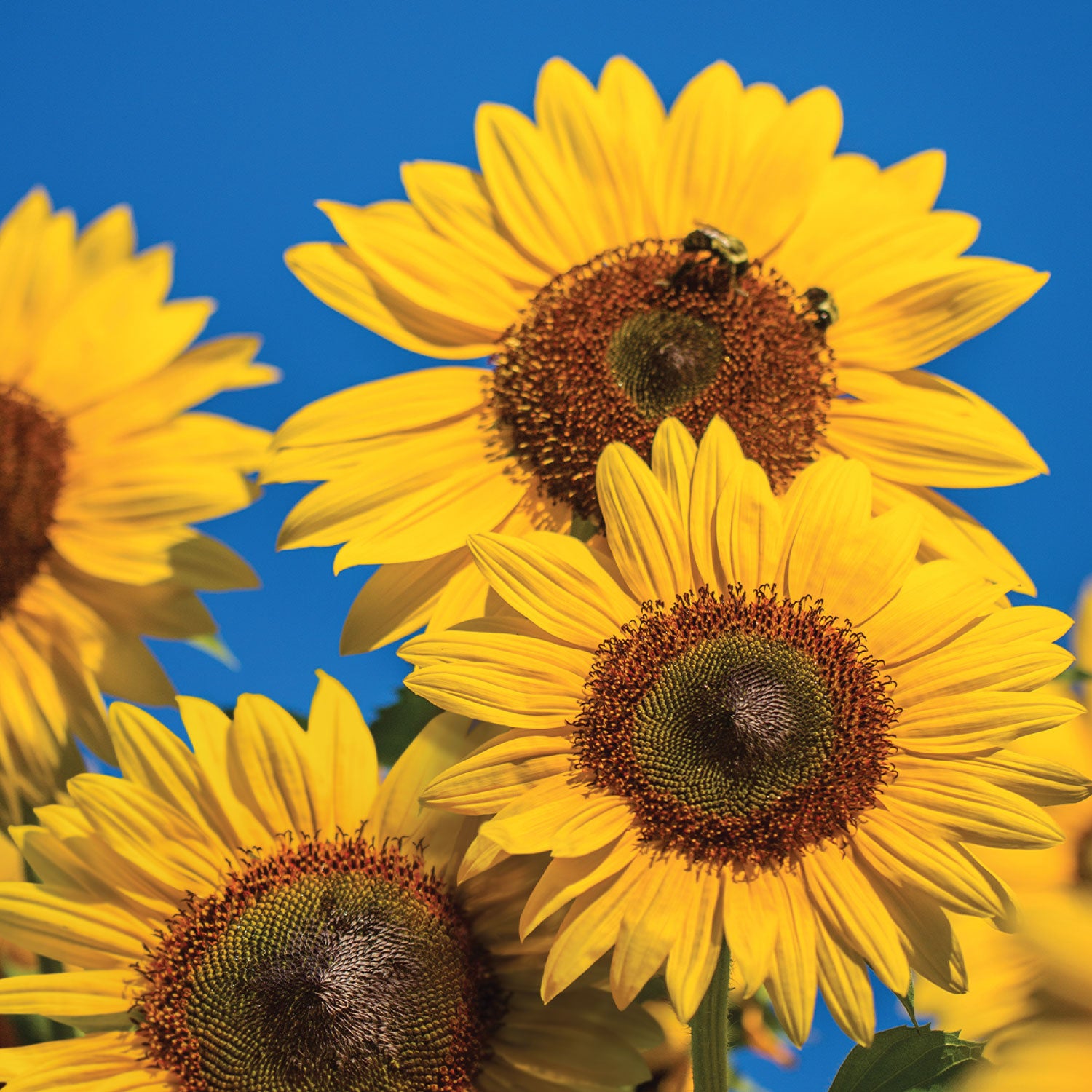 Treasure Mountain Sunflower