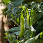 Burpeeana Early Pea