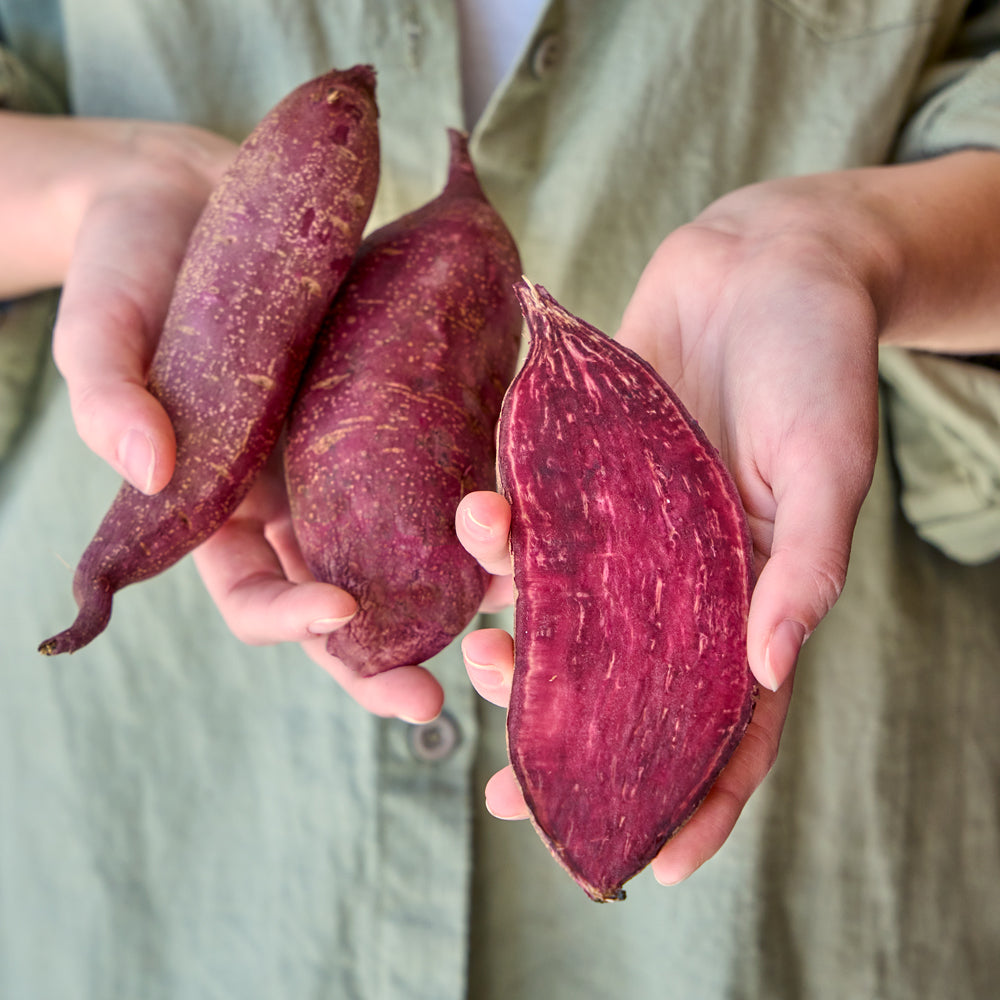 Purple Majesty Sweet Potato Bare Roots
