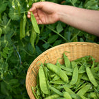 Oregon Sugar Pod II Pea