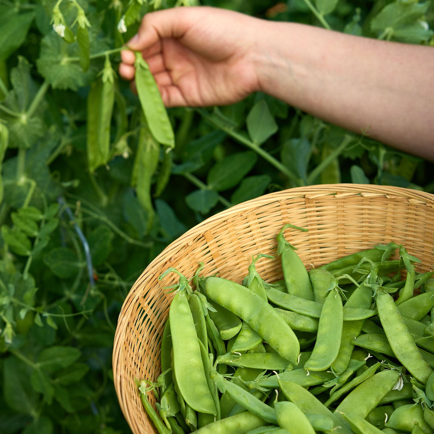 Oregon Sugar Pod II Pea