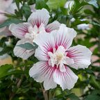 Starblast Chiffon Hibiscus