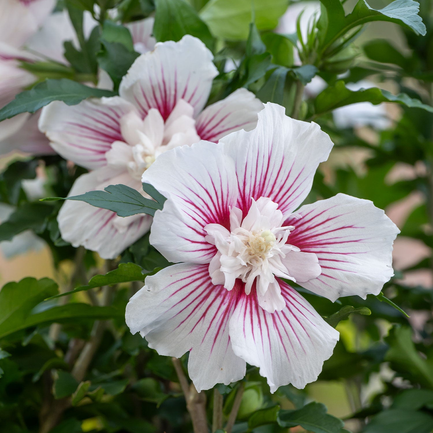Starblast Chiffon Hibiscus